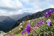 77 Primula hirsuta con vista in Corna Grande e Tre Signori